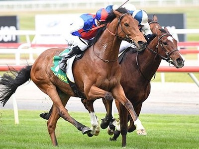 Steel Prince Likely For Melbourne After Geelong Cup Performa ... Image 1